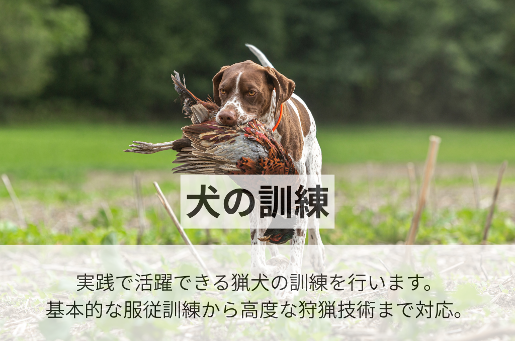 犬の訓練